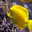 Marineland - Aquarium - 059